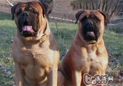 牛头獒的保养基本常识