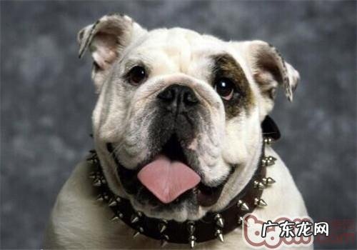 牛头獒的形状特点