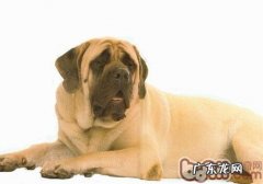 牛头獒的种类介绍