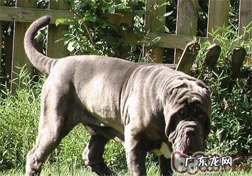 那不勒斯獒的喂养关键点