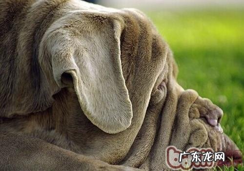 那不勒斯獒的保养基本常识