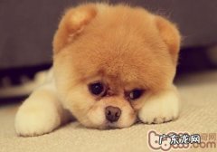 【检测】收养狗狗的性格测评