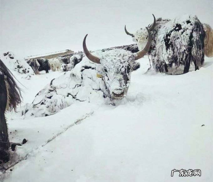 东北又迎特大暴雪,新增积雪30cm,或形成坐冬雪,东北虎会受灾吗?