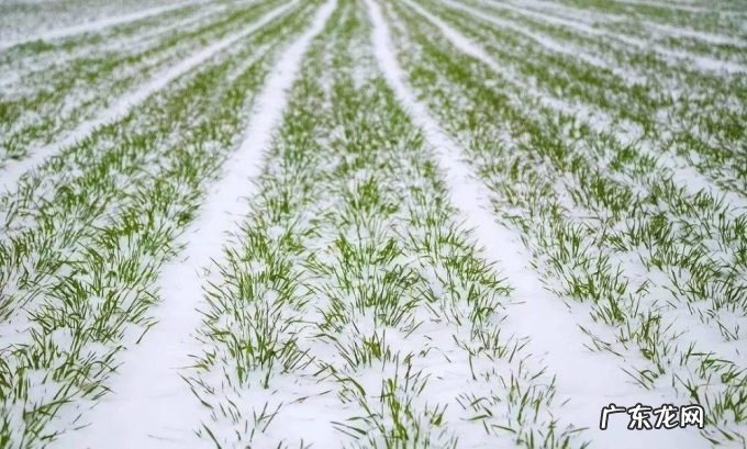 东北又迎特大暴雪,新增积雪30cm,或形成坐冬雪,东北虎会受灾吗?