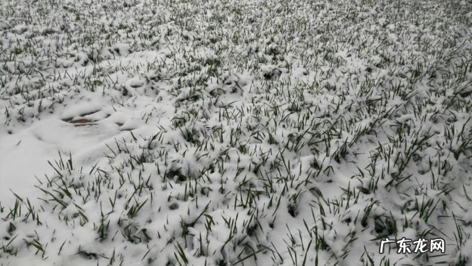 东北又迎特大暴雪,新增积雪30cm,或形成坐冬雪,东北虎会受灾吗?