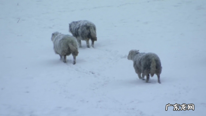东北又迎特大暴雪,新增积雪30cm,或形成坐冬雪,东北虎会受灾吗?