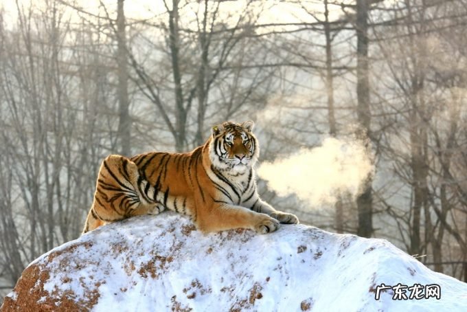 东北又迎特大暴雪,新增积雪30cm,或形成坐冬雪,东北虎会受灾吗?