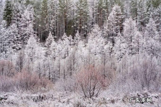东北又迎特大暴雪,新增积雪30cm,或形成坐冬雪,东北虎会受灾吗?
