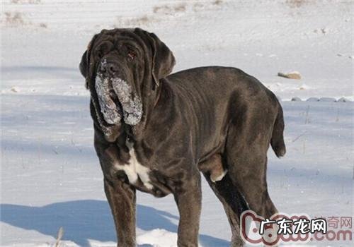 那不勒斯獒的性格特征