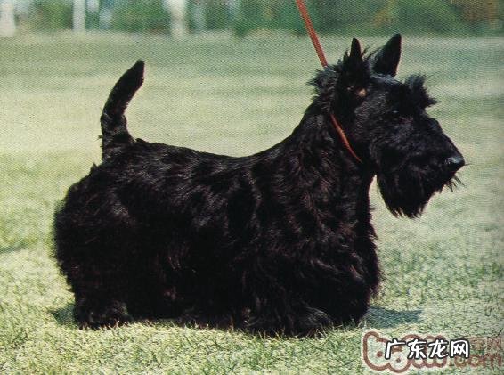 苏格兰梗的喂养关键点