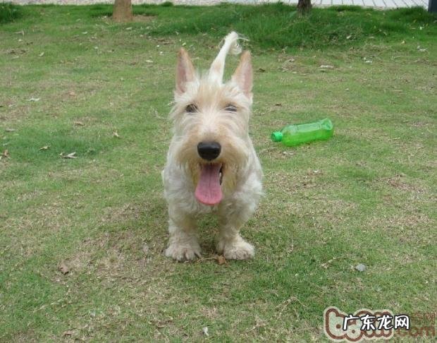 苏格兰梗的性格特征