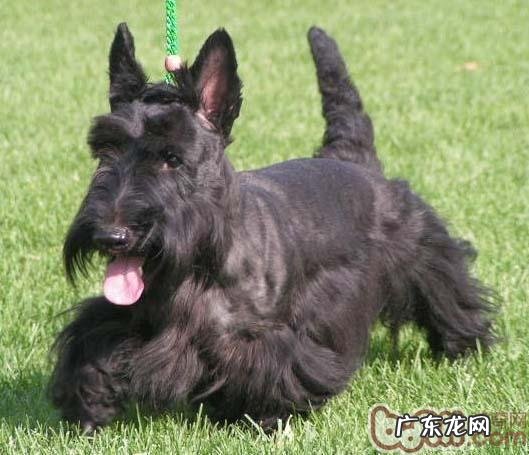 苏格兰梗的形状特点