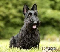 苏格兰梗的种类介绍