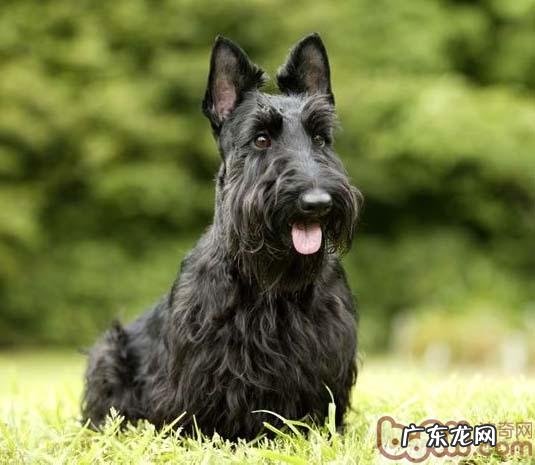 苏格兰梗的种类介绍