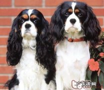 查理士王小猎犬的性格特征