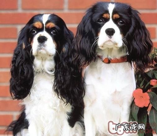 查理士王小猎犬的性格特征