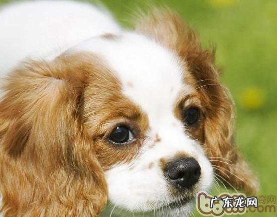 查理士王小猎犬的形状特点