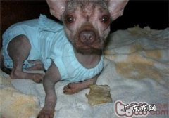 西班牙无毛犬的喂养关键点