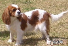 查理士王小猎犬的种类介绍