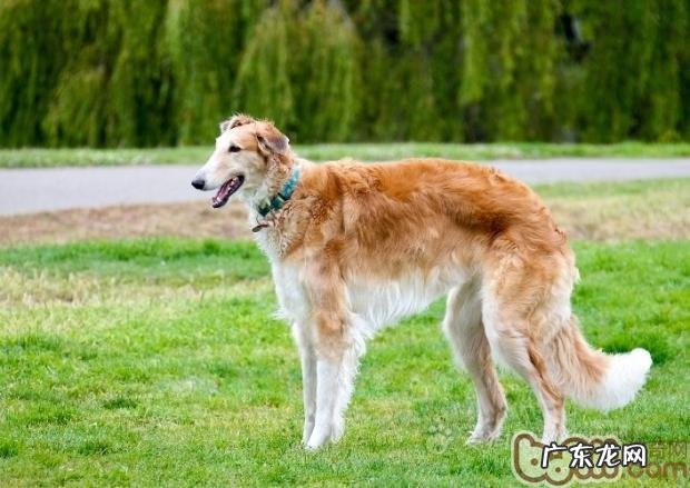 苏俄猎狼犬的护理知识