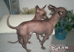 西班牙无毛犬的保养基本常识