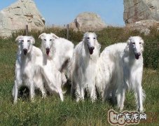 苏俄猎狼犬的性格特征