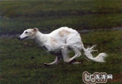 苏俄猎狼犬的种类介绍