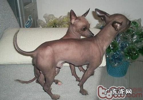 西班牙无毛犬的性格特征