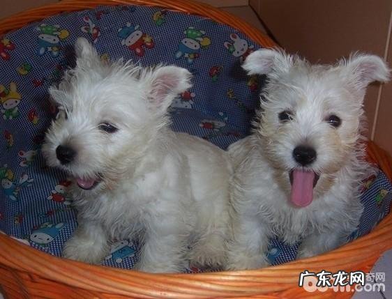 西高地白梗的喂养关键点