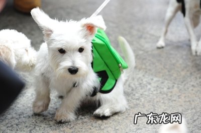 西高地白梗的性格特征