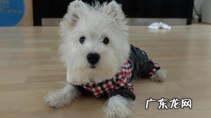 西高地白梗的种类介绍