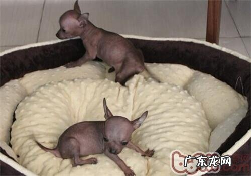 西班牙无毛犬的形状特点