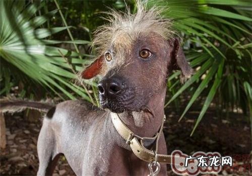 西班牙无毛犬的种类介绍
