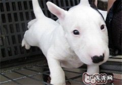 迷你牛头梗的性格特征