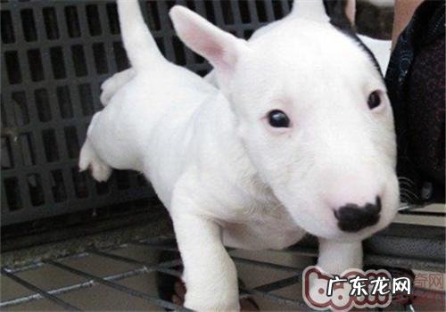 迷你牛头梗的性格特征