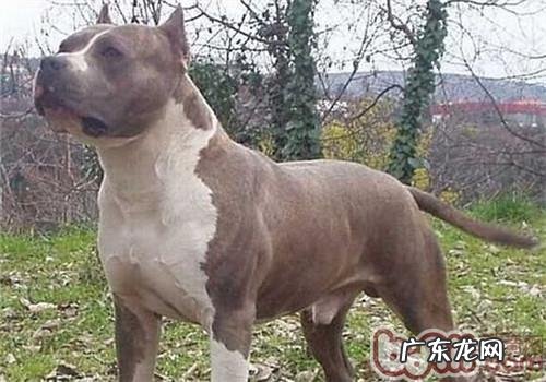 英国斯塔福梗的喂养关键点