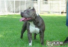 英国斯塔福梗的保养基本常识