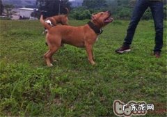 英国斯塔福梗的性格特征