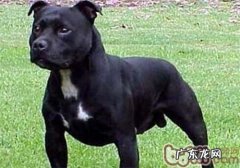 英国斯塔福梗的形状特点