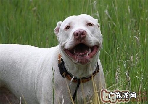 英国斯塔福梗的种类介绍