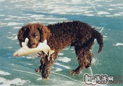 英国水猎犬的保养基本常识