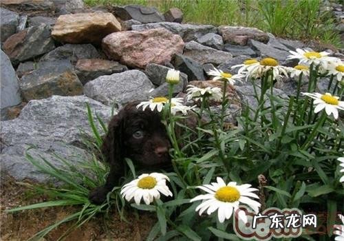 英国水猎犬的种类介绍