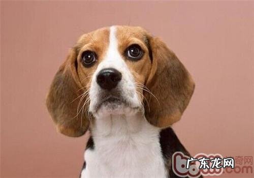 美国猎狐犬的喂养关键点