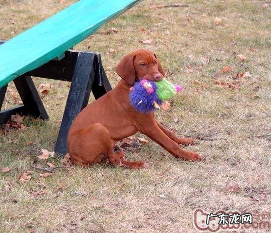 维兹拉犬的喂养关键点