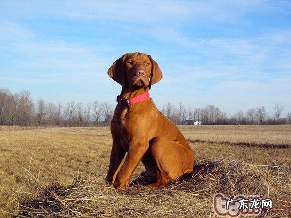 维兹拉犬的性格特征