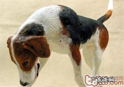 给美国猎狐犬注入预苗的注意事项