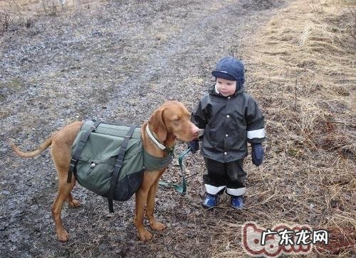 维兹拉犬的形状特点