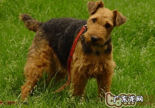 威尔士梗的形状特点