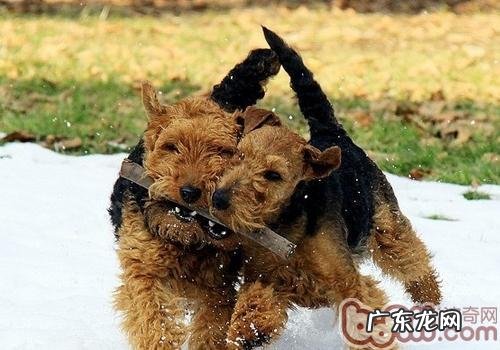 威尔士梗的种类介绍