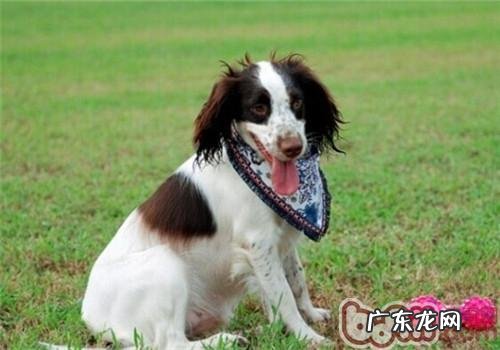 巴拿马史宾格犬的保养基本常识